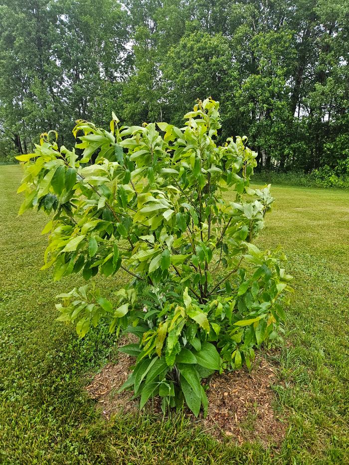 Chestnut tree far from the forest garden, 3 years since planting, with very happy Comfrey companion