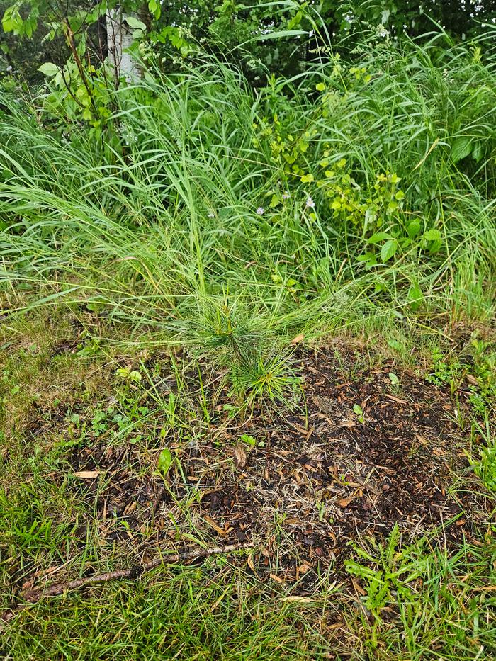 First korean nut pine near the woodline, set up to receive only about 4-6 hours of direct sun, compared to the 12+ the rest of the trees get.