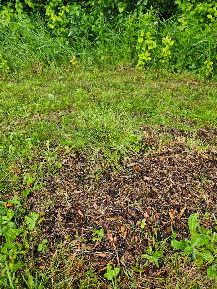 Very similar to the other. New growth visible, but not much overall size change. 