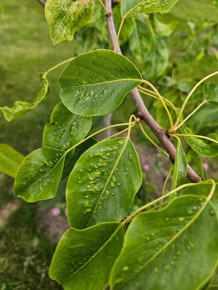 Something infecting all the leaves of one of my pear trees