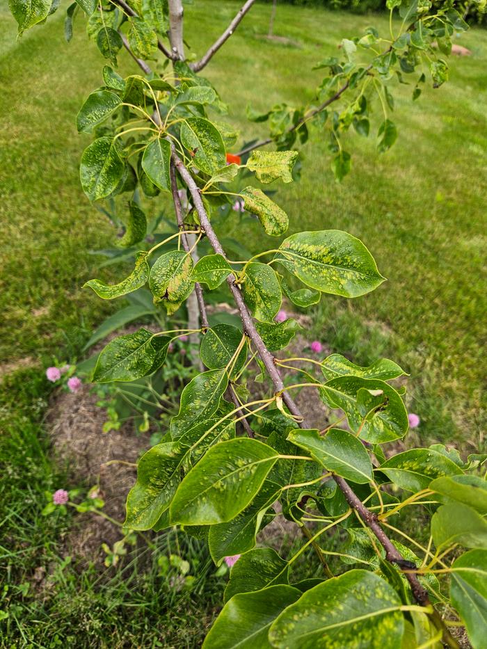 Some leaves have turned brown and withered away. Overall the tree still looks healthy