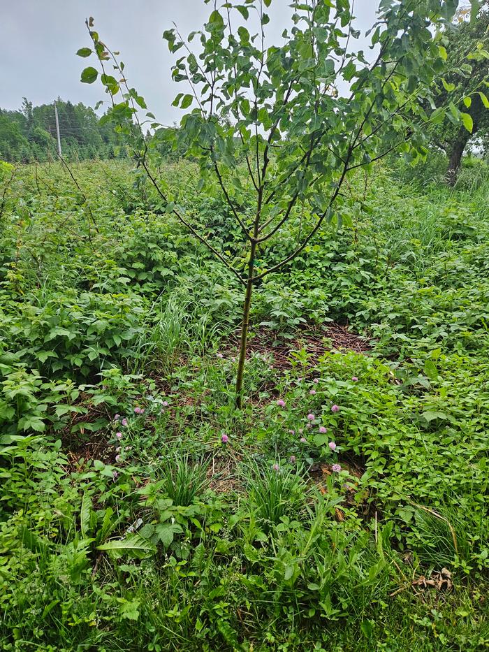 Healthy plum tree among the raspberries. Red clover companion near the trunk, and garlic chives meant to hold off the grass