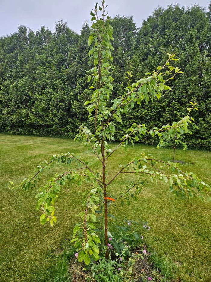 Pattern pear with healthy red clover and comfrey companions. Sagging from the weight of the branches, can't imagine when it has fruit! Will prune back this winter