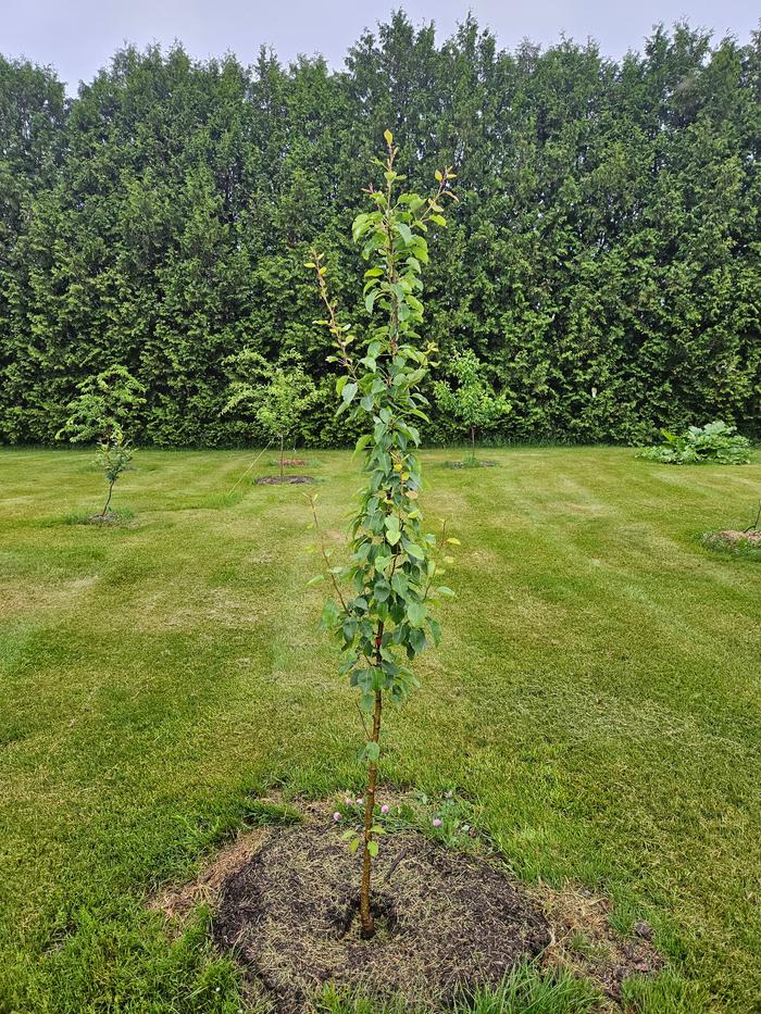 Putting out some branches that look to support the teardrop shape I want. I will probably prune the top foot or so this winter