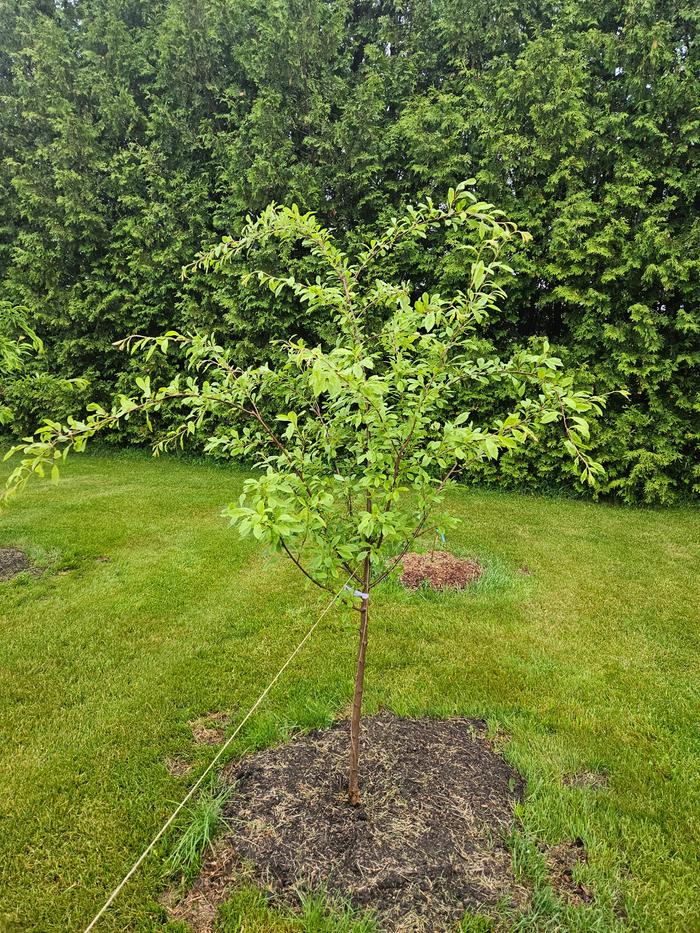 Plum fell over completely in one windstorm last year. I put it back but it developed a lean. Trying to right it with twine. Looks like it will produce fruit this year!