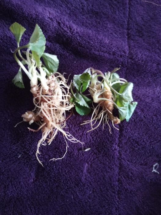 Whole violet plant including leaves and roots on a purple blanket