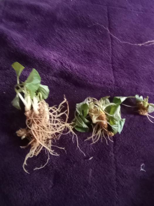 Two whole violet plants and one violet crown on a purple blanket