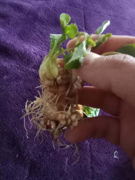 Whole violet plant including leaves and roots held by fingers against a purple textured backdrop