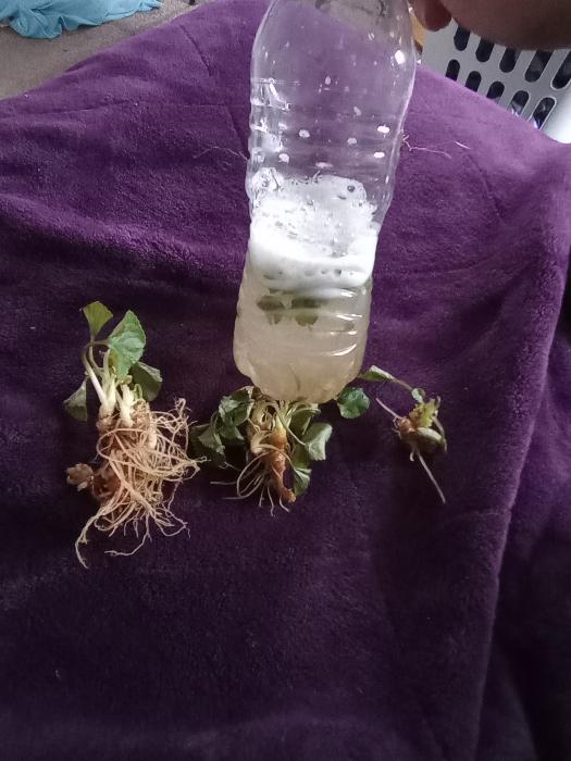 soap made from violet plants