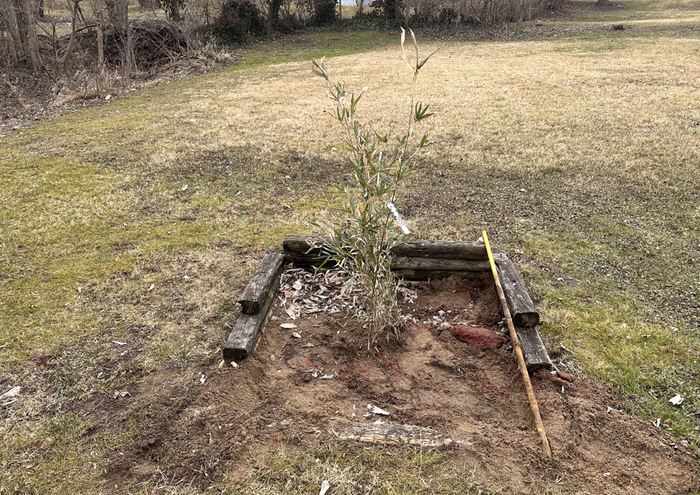 After I planted it
