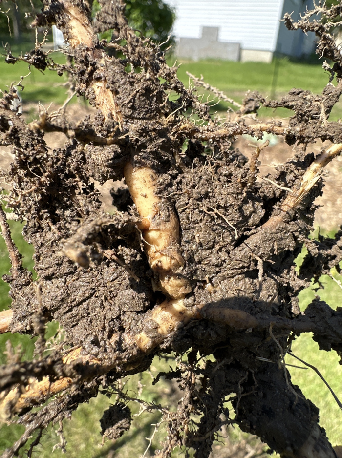 Dug up and ready for re-planting