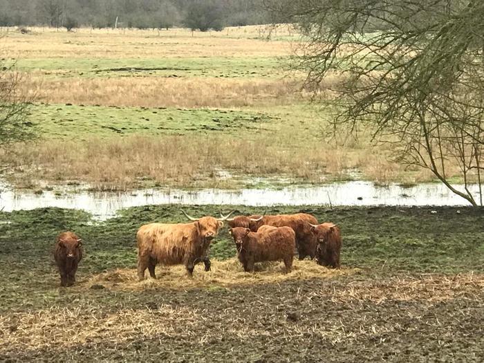 [Thumbnail for Highland-Cows-1.jpeg]