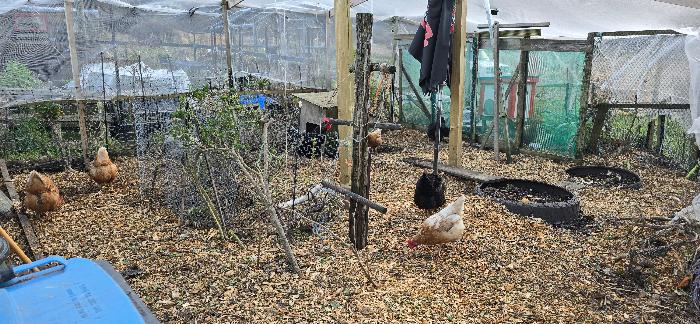 Freshly mulched chicken run