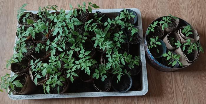 Crowded tomatoes out of cookie tin apr 1