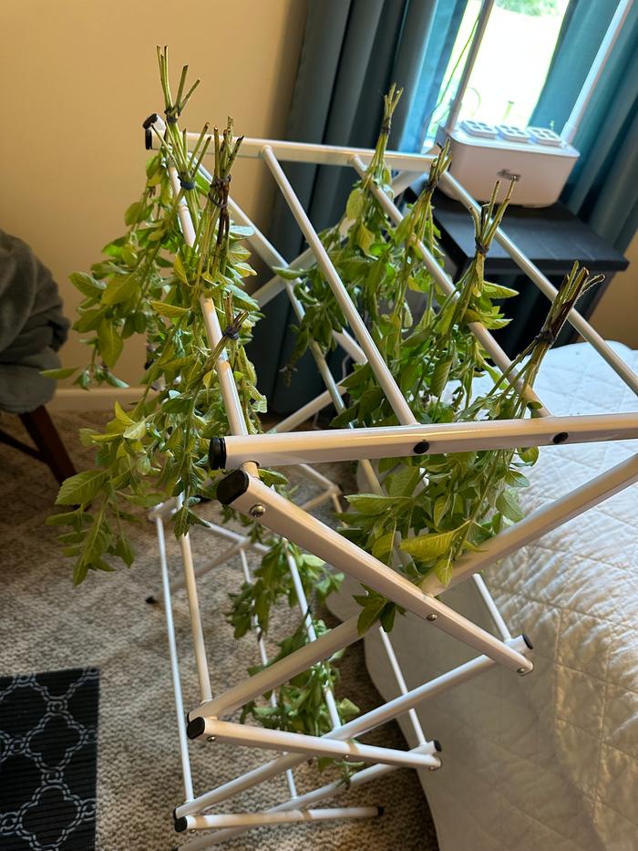 bundle a few stalks of each leafy herb and dry downward on each rack