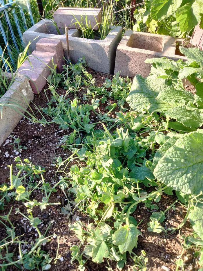No cilantro side