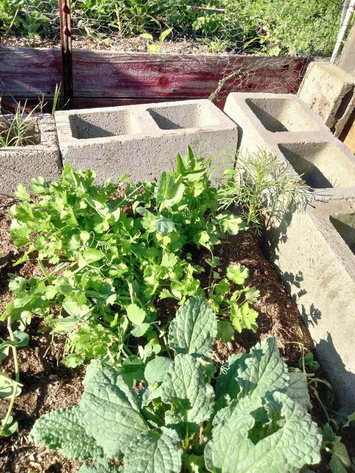 Cilantro side 