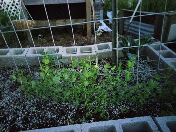 Pea tent