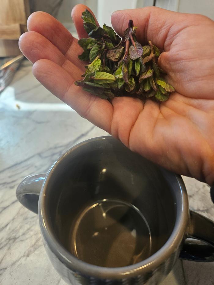 Tiny mint buds just emerged from the earth. I was overjoyed to see them pop up and had to take some home for tea. 