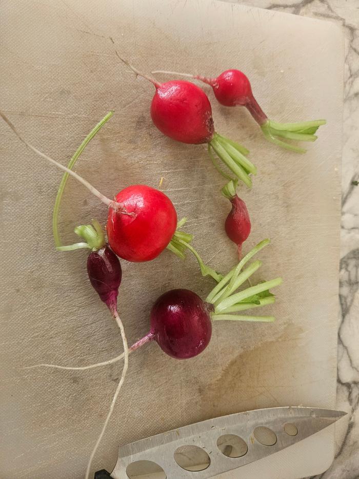 first radishes of the year!