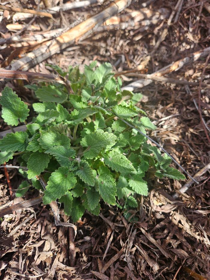 wild mint, or poleo, growing by the lake