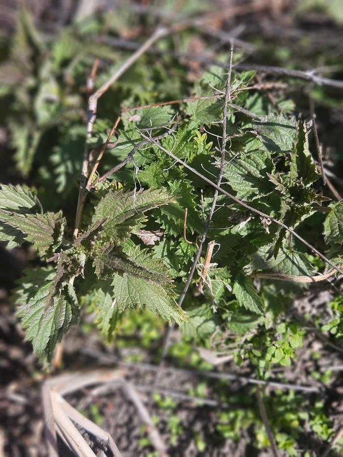 Baby nettles! this lot went into a veggie juice smoothie