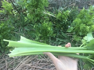 Celery, overwintered in zone 8a