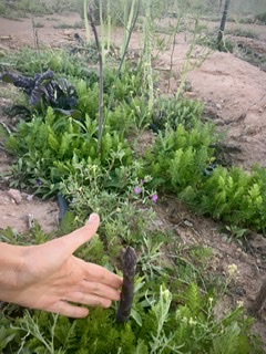 Asparagus and self seeded carrots