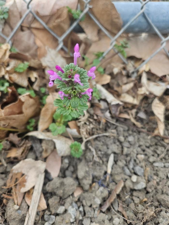 henbit, a wild mint variety. 