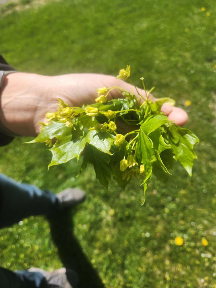 maple leaves and blossoms