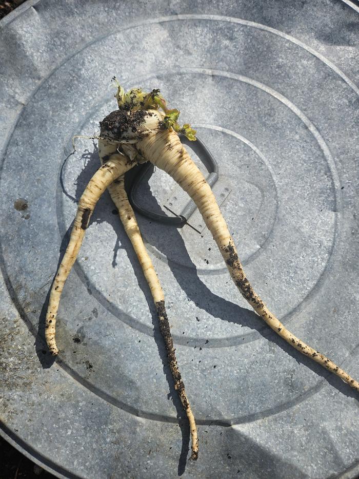 funky parsnip root. Anybody else think "mandrake" when you harvest parsnips??