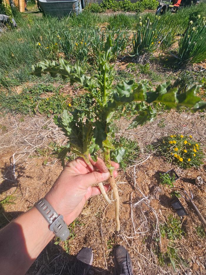 Thistle root