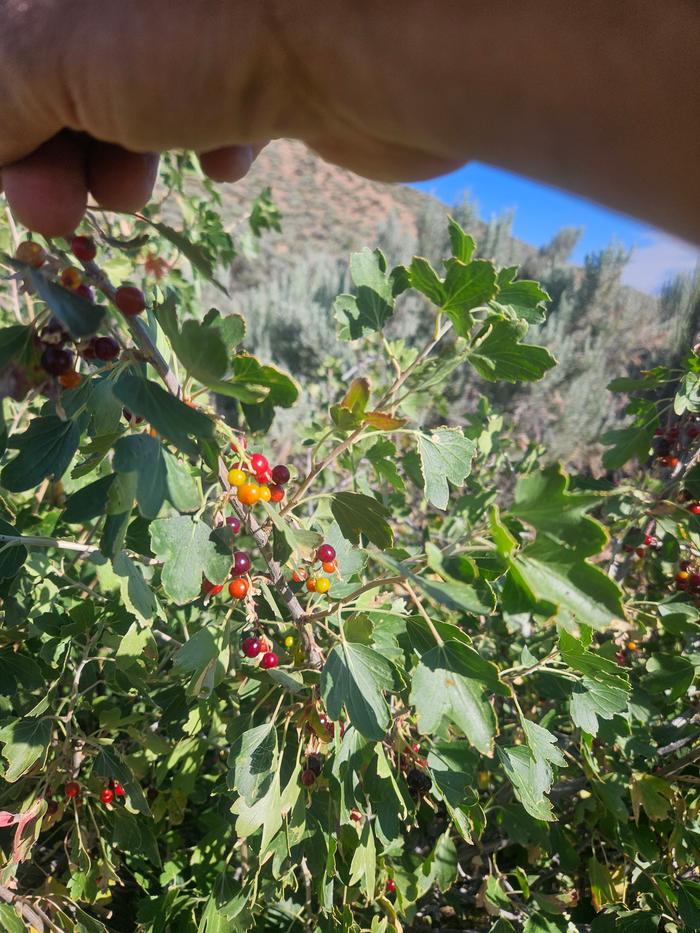 It's currant season!!