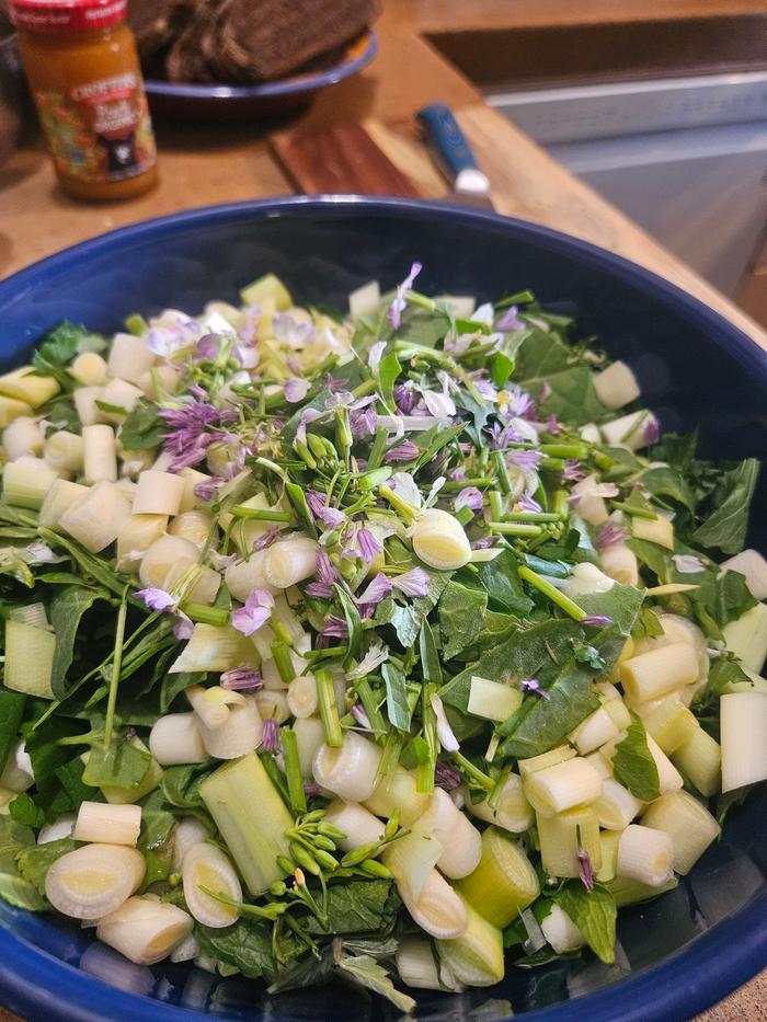 Salad with crunchy cattail shoots and purple rocket flowers!!