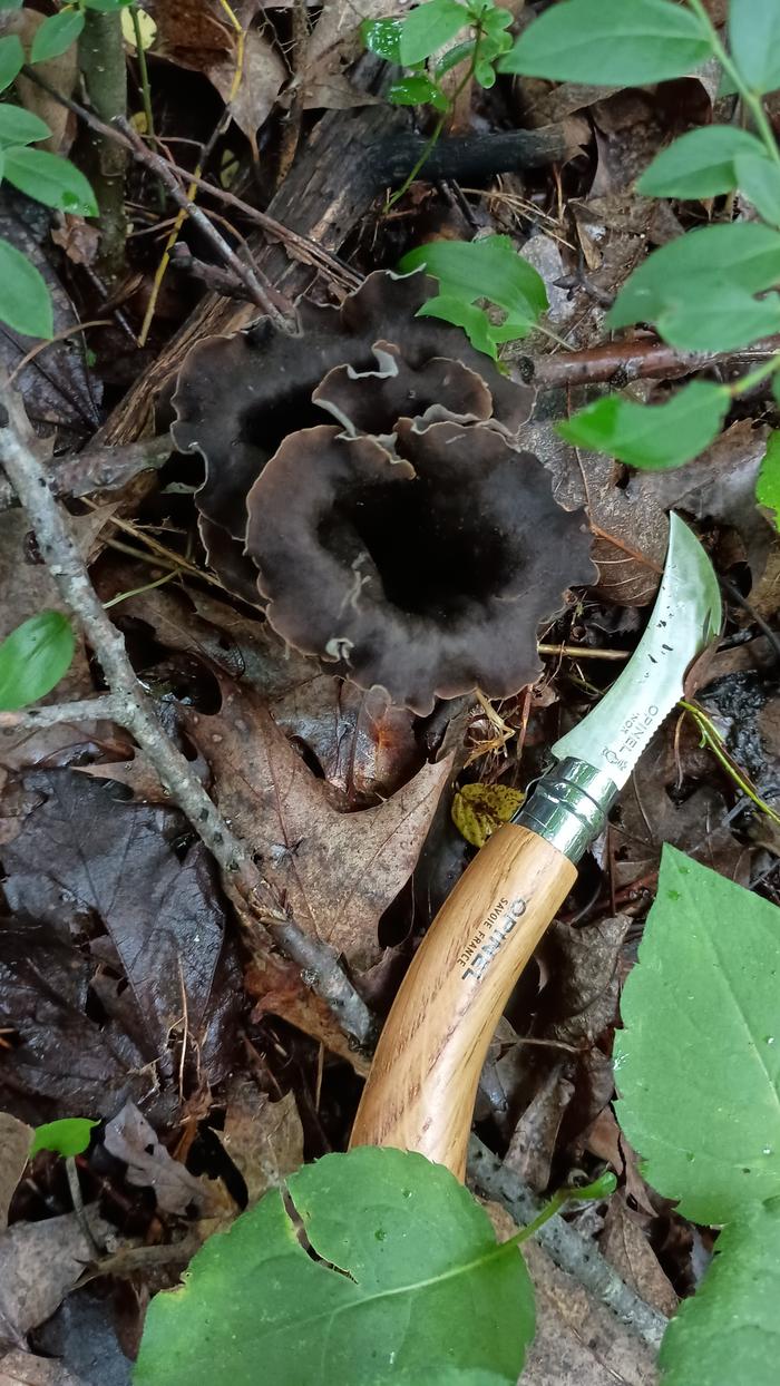 [Thumbnail for OpinelTrumpets.jpg]