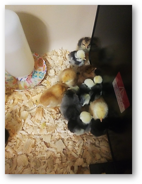 [Thumbnail for 9-Chicks-Copy.png]