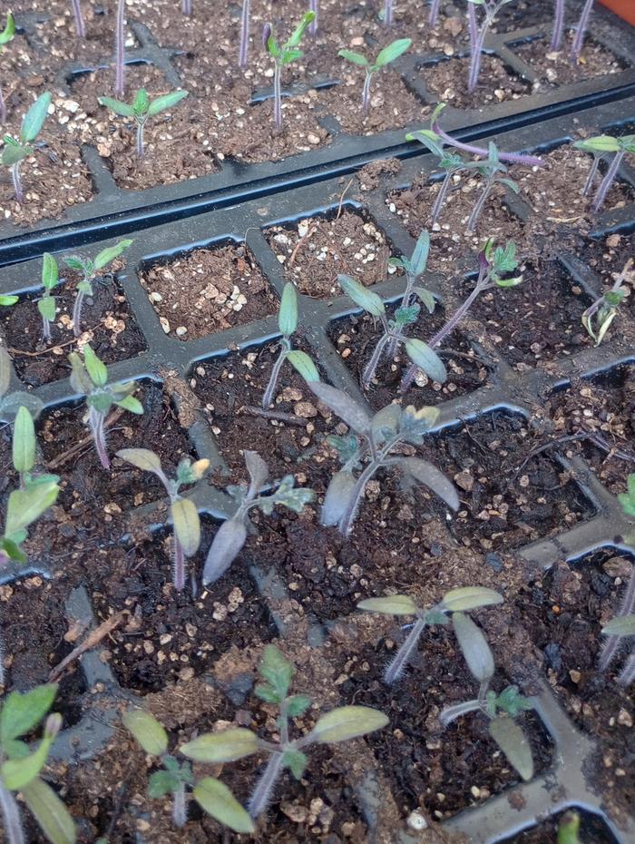 phosphorus deficient tomato seedlings