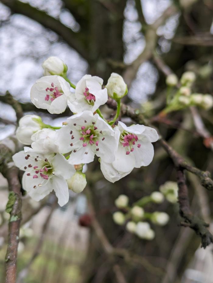 Flowers on a tree, because every post deserves a photo