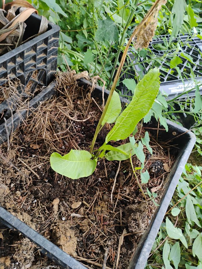 Should drain well, and maybe I can use it as a "Horseradish Tractor"