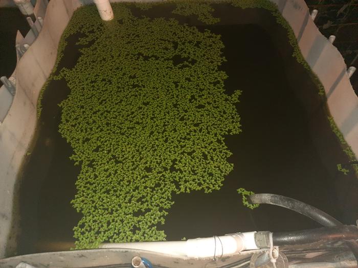 Duckweed: Not full yet, but multiplying!