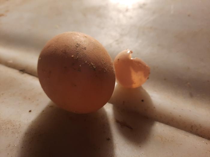 Tiny egg next to small/ medium egg for comparison.