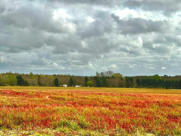 field of red grass