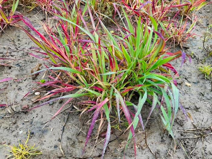 [Thumbnail for 2024-Japanese-blood-grass-cover-crop-closeup.jpeg]