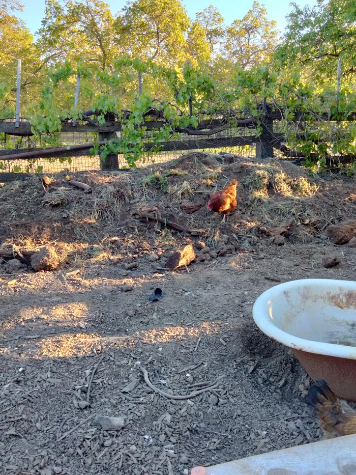 Chickens enjoying the hugel one last time 