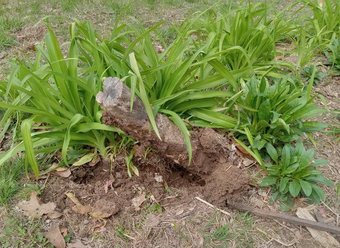 Unearthing buried oak log after five years