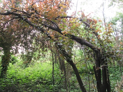 [Thumbnail for tree.jpg]