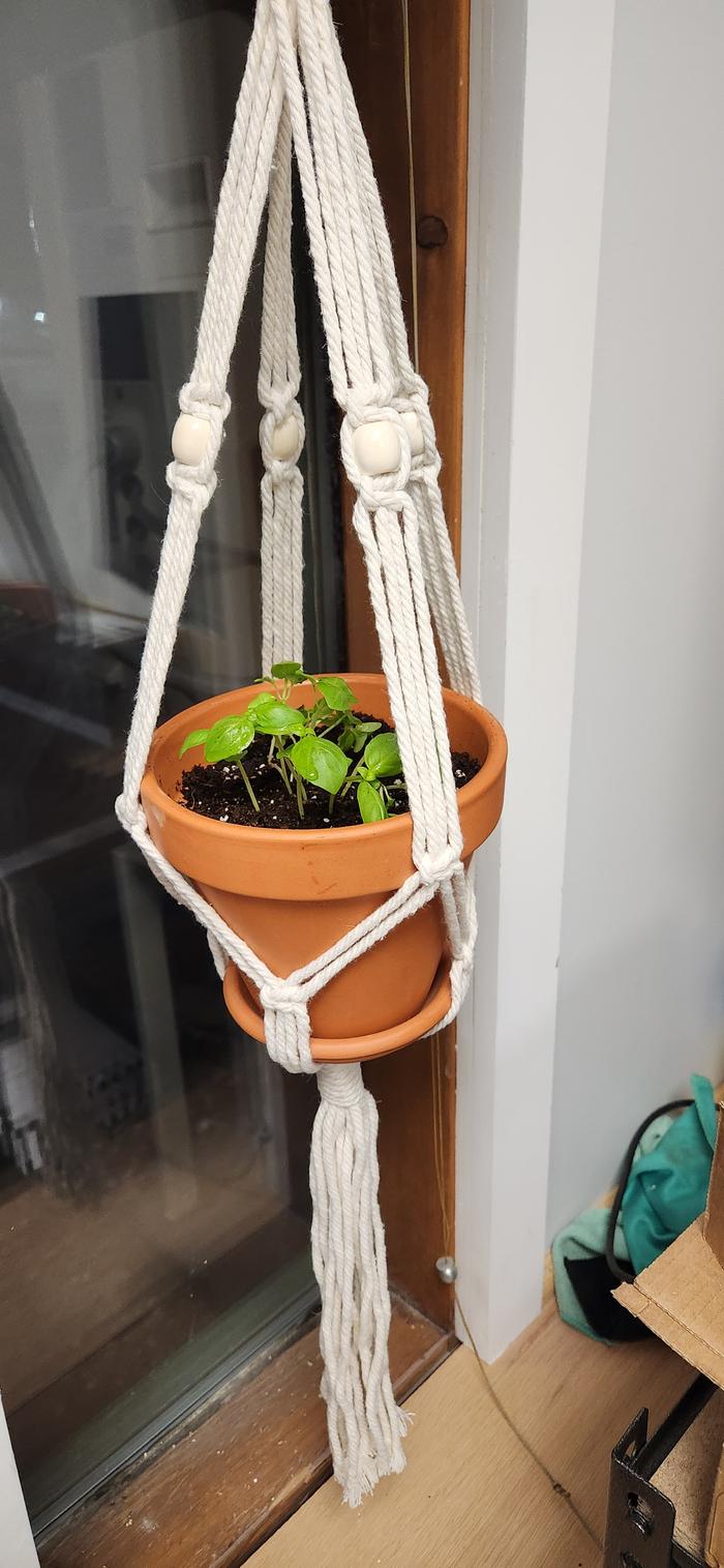 hanging pot basil