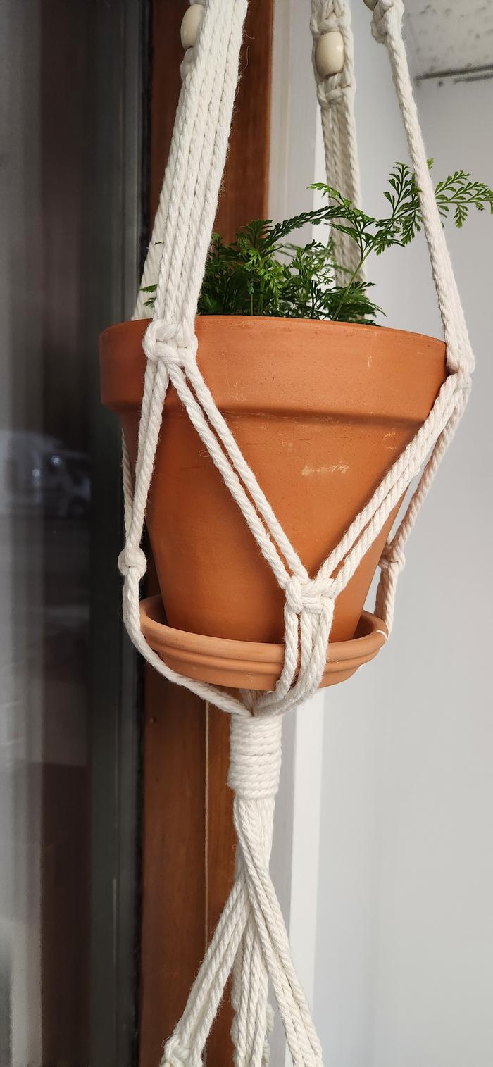 hanging pot fern