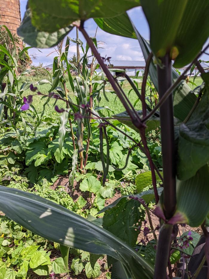 Climbing beans up a corn plant