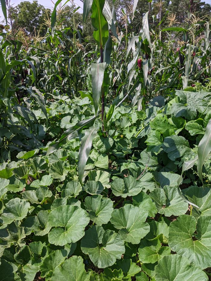 three sisters squash groundcover